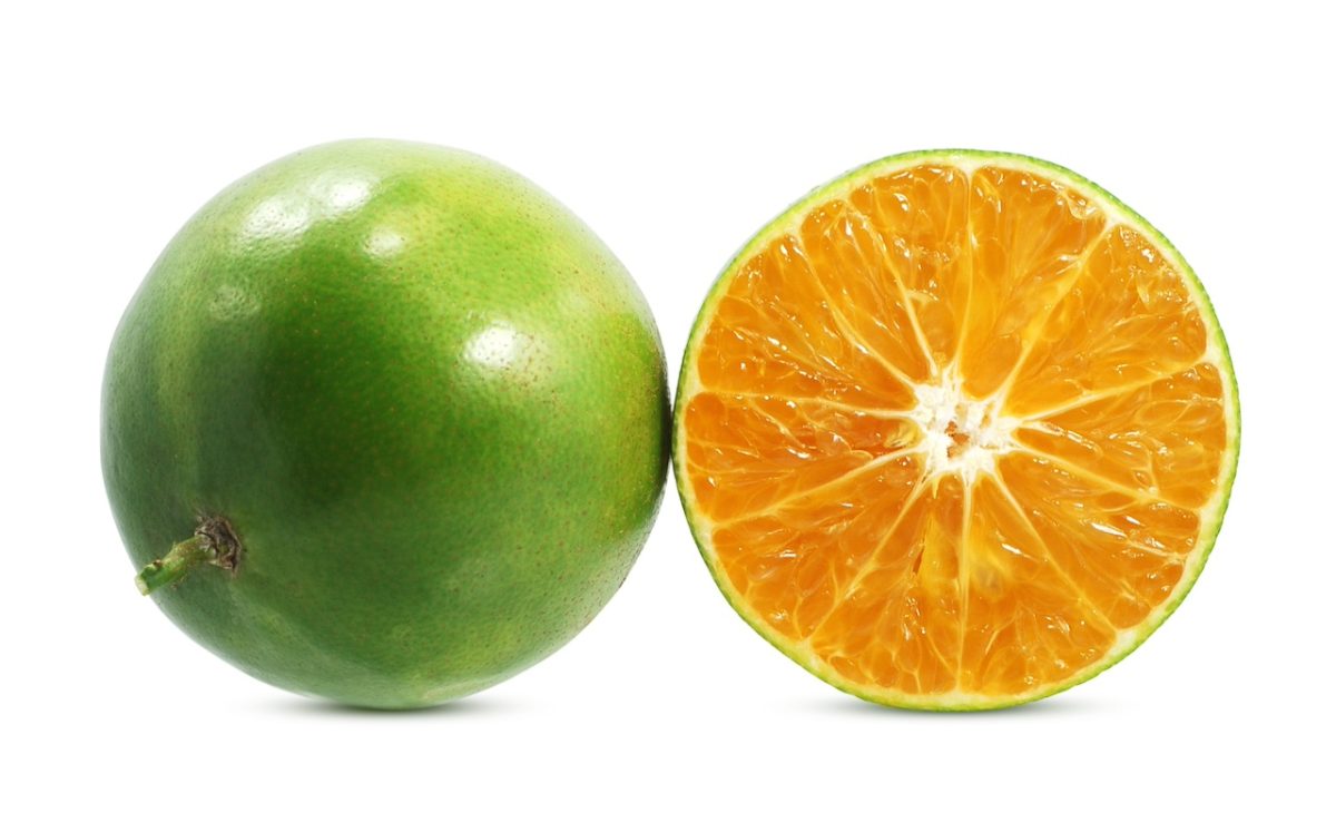 Calamansi