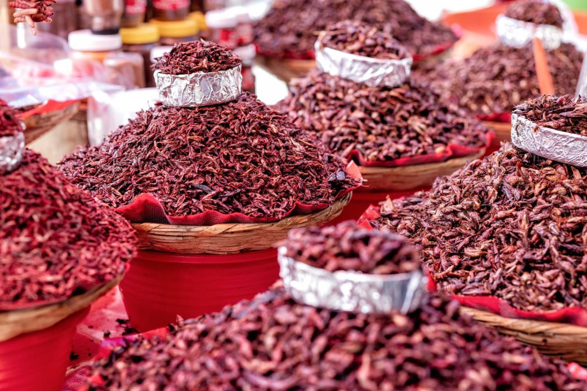 toasted grasshoppers for sale in Mexico
